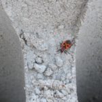 Käfer testet Fundament