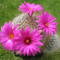 Mammillaria guelzowiana robustior