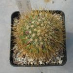 Mammillaria rekoi v. aureispina REP939