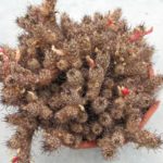 Mammillaria yaquiensis
