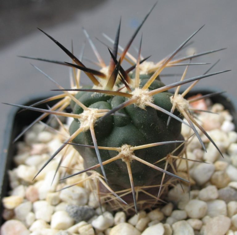 Acanthocalycium KaktusFieber