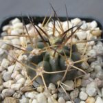 Acanthocalycium glaucum Jungpflanze