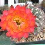 Acanthocalycium glaucum orange