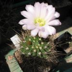 Acanthocalycium violaceum