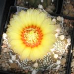 Astrophytum Hybride