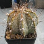 Astrophytum Hybride