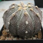 Astrophytum Hybride