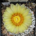 Astrophytum Hybride