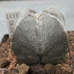 Astrophytum ONZUKA