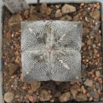 Astrophytum ONZUKA