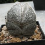 Astrophytum ONZUKA