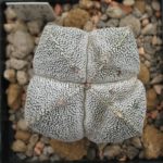 Astrophytum ONZUKA