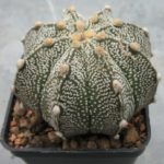 Astrophytum asterias Hybride