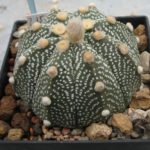 Astrophytum asterias Hybride