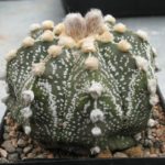 Astrophytum asterias Hybride