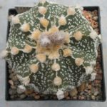 Astrophytum asterias Hybride