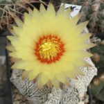 Astrophytum asterias Super Kabuto