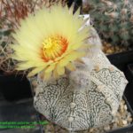 Astrophytum asterias Super Kabuto