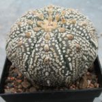 Astrophytum asterias Super Kabuto