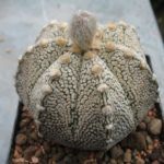 Astrophytum asterias Super Kabuto