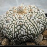 Astrophytum asterias Super Kabuto