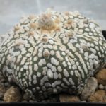 Astrophytum asterias Super Kabuto