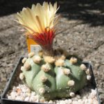 Astrophytum asterias f. nuda