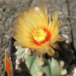 Astrophytum asterias f. nuda