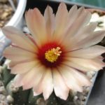 Astrophytum asterias f. nuda