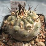 Copiapoa columna alba