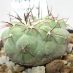 Copiapoa columna alba