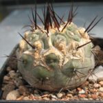Copiapoa columna alba