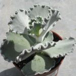 Cotyledon undulata Jungpflanze 2017