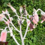 Cotyledon undulata Blütenrispe