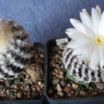 Discocactus horstii