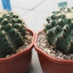 Discocactus magnimammus