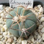 Echinocactus horizonthalonius