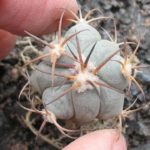 Echinocactus horizonthalonius Estacion Bajan Jungpflanze