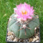 Echinocactus horizonthalonius Tula