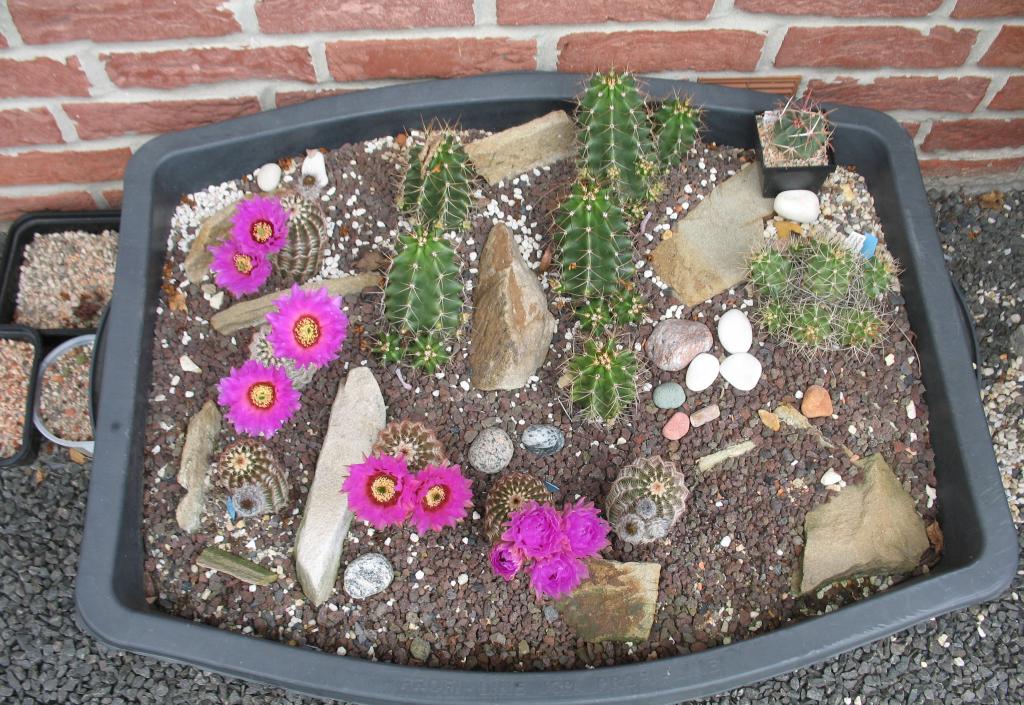 Echinocereus  Kaktus-Fieber