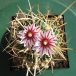 Echinofossulocactus