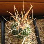 Echinofossulocactus