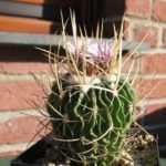 Echinofossulocactus