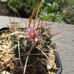 Echinofossulocactus