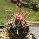 Echinofossulocactus