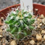 Echinofossulocactus multicostatus lloydi