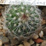 Echinofossulocactus multicostatus zacatecasensis