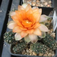 Gymnocalycium-Hybride Austrian Gold