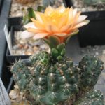 Gymnocalycium-Hybride Austrian Gold