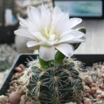Gymnocalycium bruchii